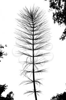 Black and white silhouette of a giant horsetail on a white background