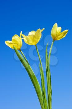 Three yellow tulips against the background a blue cloudless sky