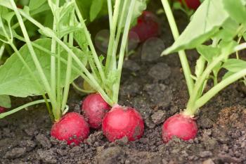 Red radish plants growing in soil outdoors