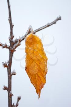 Lonely yellow cherry leaf covered with rime hanging on a branch against winter sky