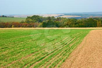 Rural autumn landscape. Edge of sown wheat fields near the forest