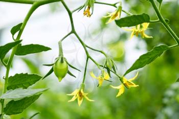 Tomatoes twig with flowers and small green fruits closeup on greenhouse background