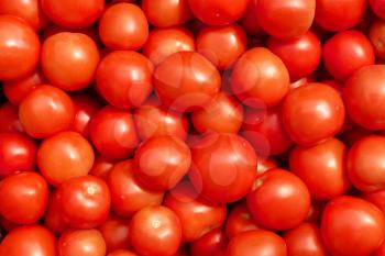 Lots of ripe red tomatoes in the sunlight close up