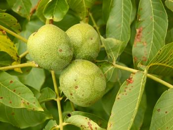 Three unripe walnuts hanging on a branch in late summer 