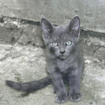Portrait of small cat outdoors on the grey background