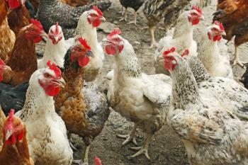 Group of hens and roosters on the poultry yard