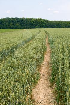 Technological tracks for crops processing on ripening wheat field in early summer