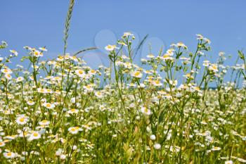 Rapid flowering of Eastern daisy fleabane plants in summertime, or Phalacroloma annuum is a synonym of Erigeron annuus