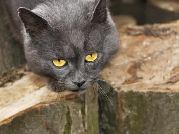 Mature sorrowful gray cat with sad eyes outdoors on the large hornbeam logs