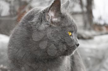 Mature gray cat with turn head outdoors