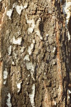 Bark detail of old birch tree in the sunlight