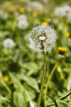 Dandelion head with seeds on the meadow in bright sunlight