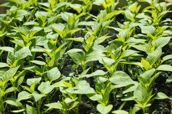 Rows of sweet pepper young seedlings before planting in soil in bright sunlight