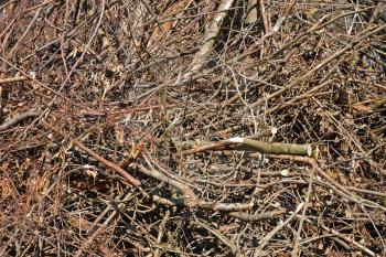 Big pile of trimmed and dried tree branches as a texture