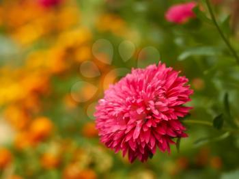 Aster red flower blooming on a flowerbed on the marigold background