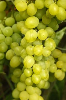 Cluster of light yellow ripening grapes hanging on a branch in early autumn