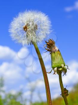 Dandelion plant among meadow against blue sky with clouds. Green true bag sits on a dandelion stalk