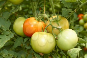 Bunch with big green and red tomatoes growing in the greenhouse