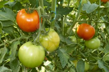 Bunch with red and unripe green tomatoes growing in greenhouse