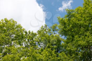 Ash tree crowns against the sky with white clouds