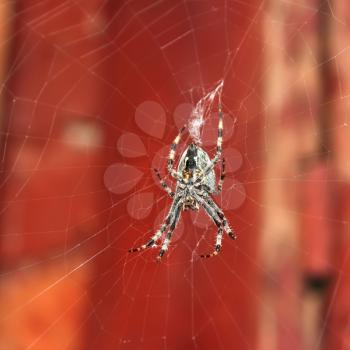 Big spider hanging on a web on the background of old red painted boards, Halloween concept