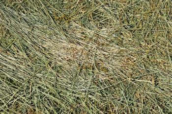 Dries hay with cereal herbs and other wild meadow grasses as a texture, good quality feed for farm animals