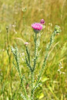 Thistle plant flowering on the meadow in summertime, close-up