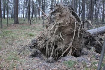 Fallen tree root in forest laying on ground 1299