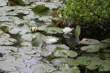 Water lily flowers on pond 7714