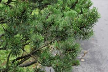 Green Spruce Tree Branches close up 7877