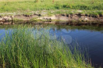 Green reeds close to the lake in summer 18273