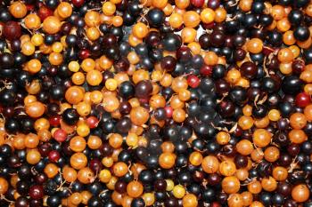 Close up white or yellow, red, black currant background 18522