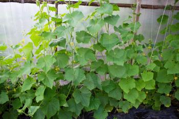 Cucumbers in a greenhouse 4151