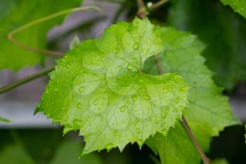 Vine leafes with rain drops 4176