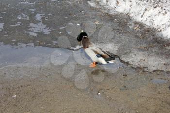 Mallard duck on the pond close up 19558