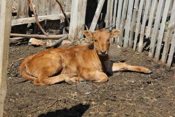 Calf basking in the sun 19645