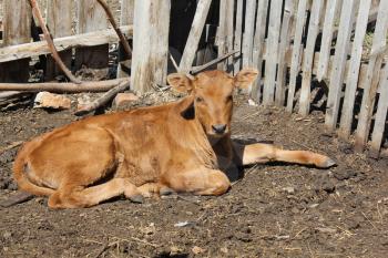 Calf basking in the sun 19647