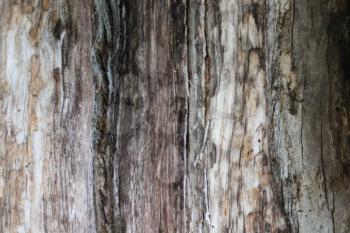 Tree bark wooden texture 7729
