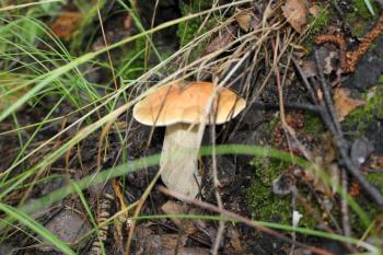 One mushroom porcini in summer forest 20078