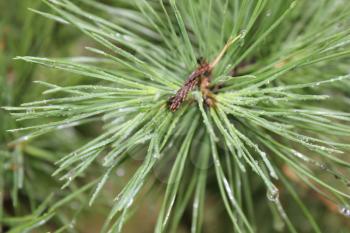 Drops of dew on the pine needles 20085