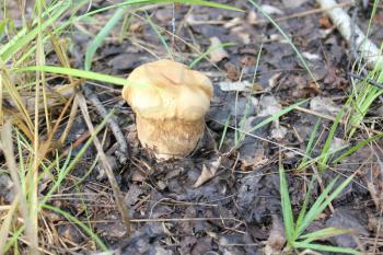 One small porcini in summer forest 20125