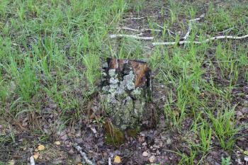 Birch tree stump in the summer forest 20128