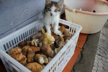 Curious cat in a white basket full of mushrooms 20201