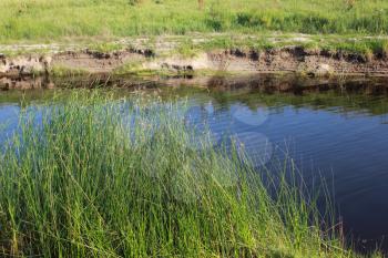 Green reeds close to the lake in summer 18272