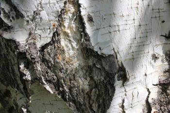 Old birch trunk pattern in forest 20292