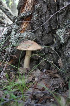 Small mushroom boletus grows near Birch 20307