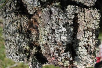 Old birch trunk pattern in forest 20318