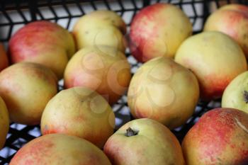 Box of ripe nectarines offered at market 20390