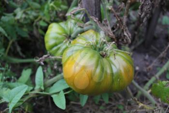 Green tomatoes growing on branches in the garden 20399