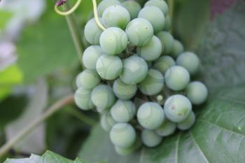 Grapes with green leaves on the vine 20407
